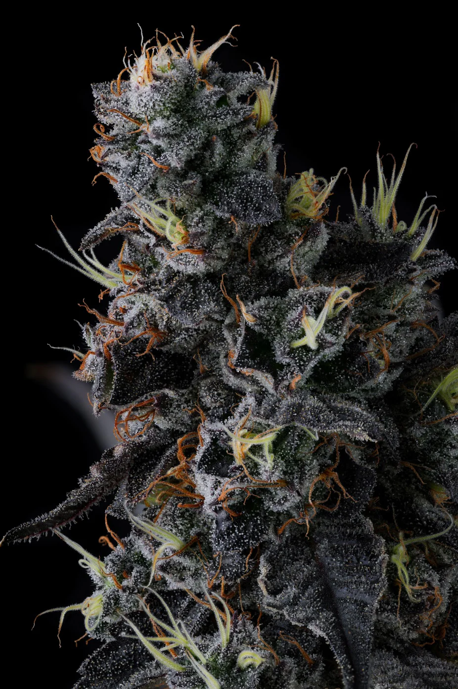 Genética de cannabis Giggin' Grapes  – Compound Genetics – foto 2