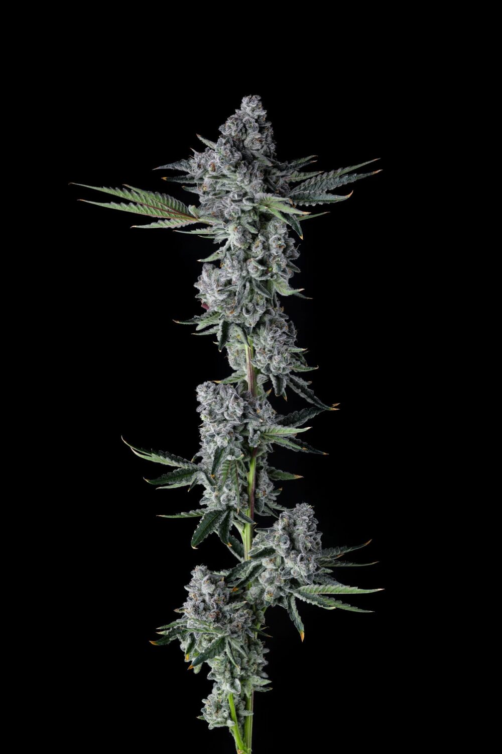 Sementes feminizadas Got Caught – Compound Genetics