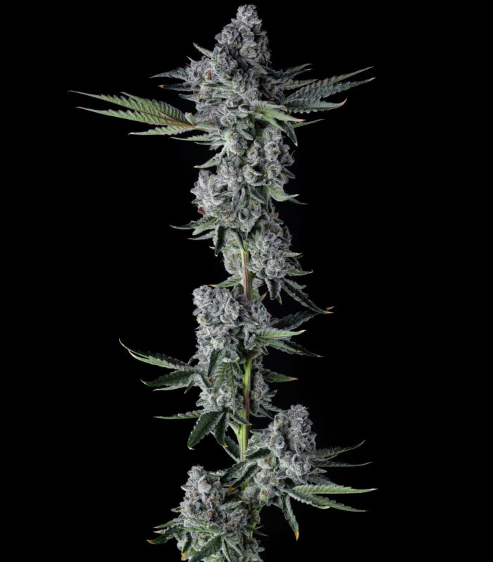 Sementes feminizadas Got Caught – Compound Genetics