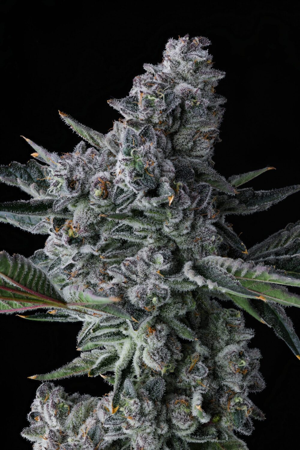 Genética de cannabis Got Caught – Compound Genetics – foto 2