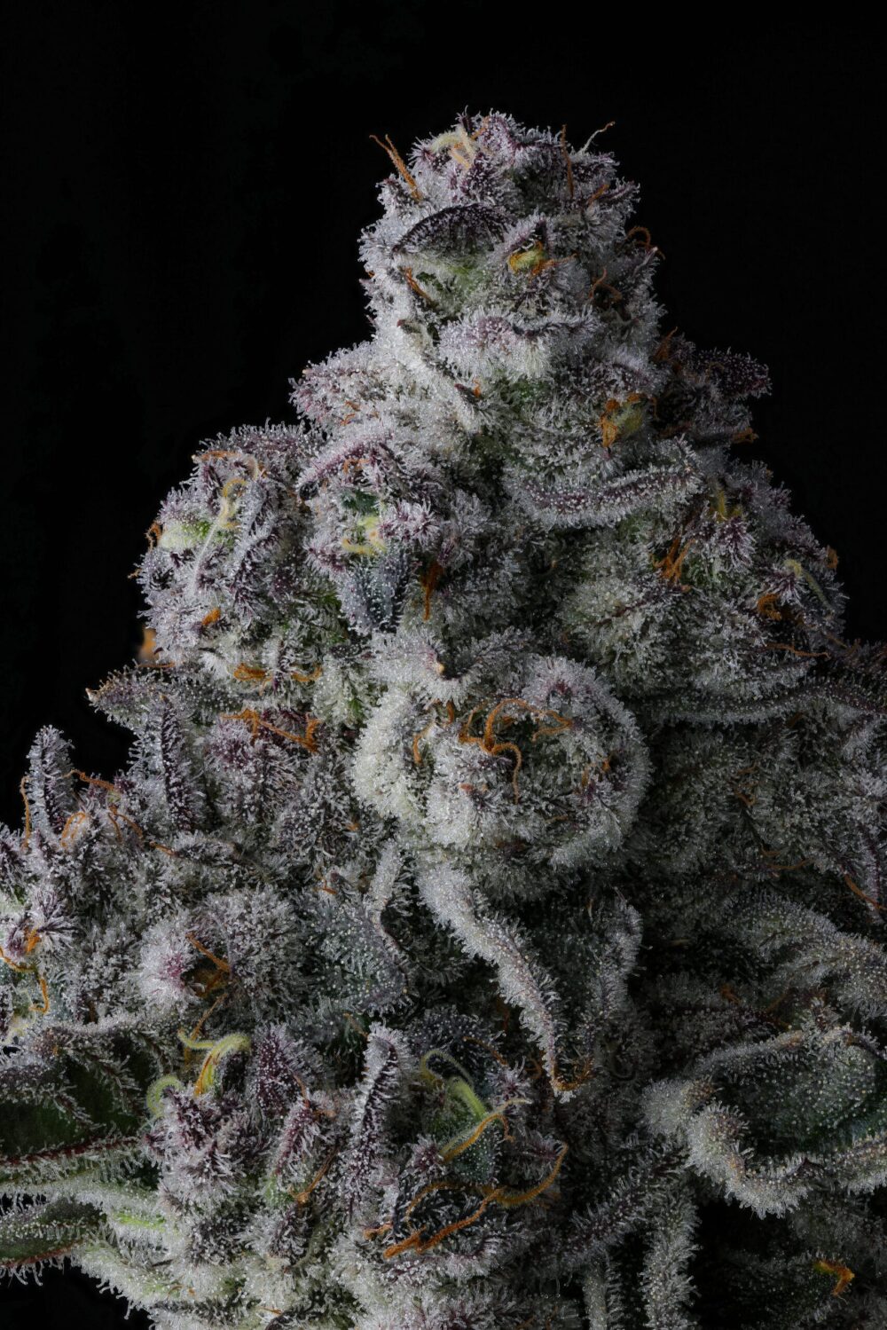 Genética de cannabis Got Caught – Compound Genetics – foto 3