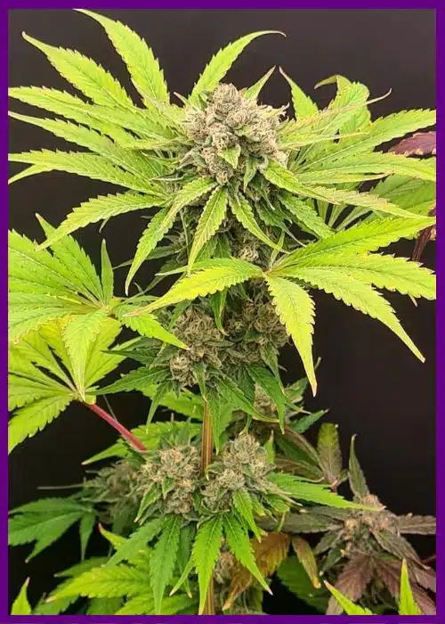 Genética de cannabis Guavarita – Zmoothiez Genetics – foto 2