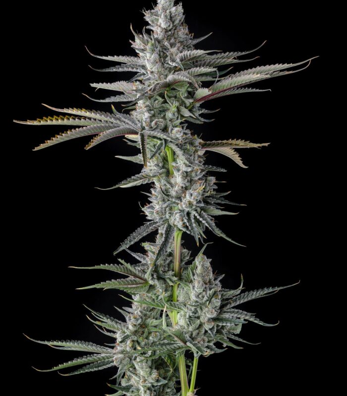 Sementes feminizadas Guwop Green – Compound Genetics