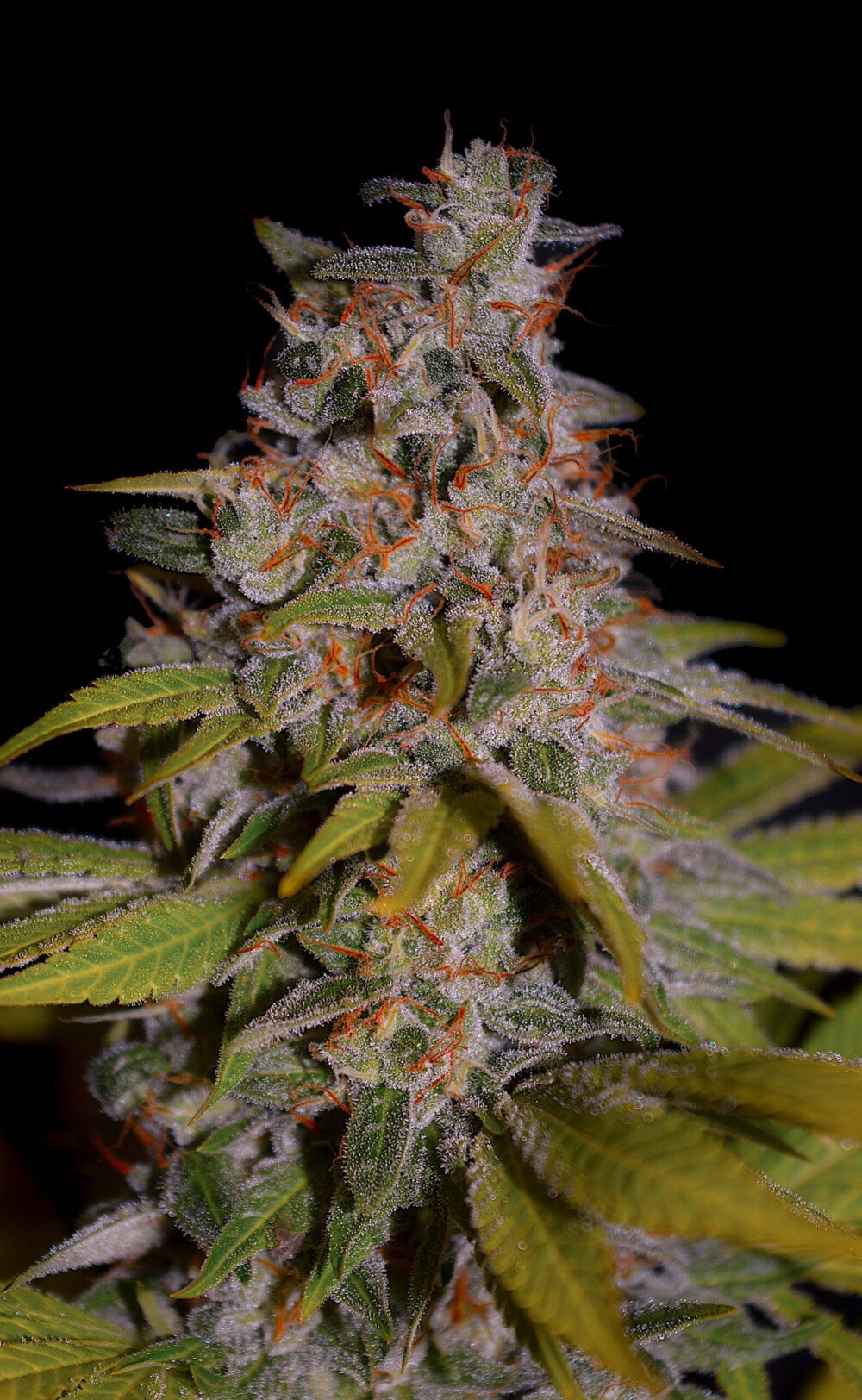 Honey Papaya – Banana