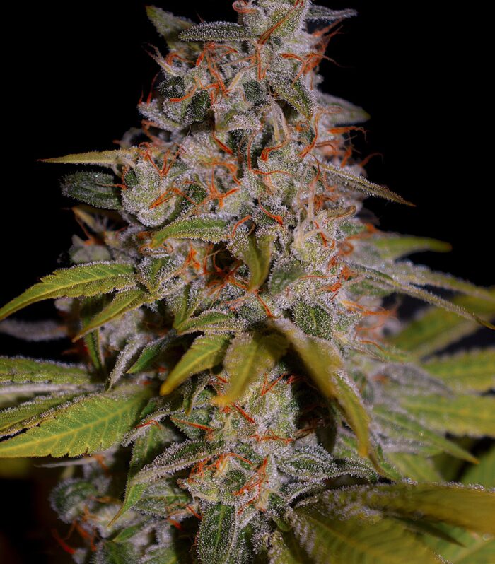 Sementes feminizadas Honey Papaya – G13 Labs