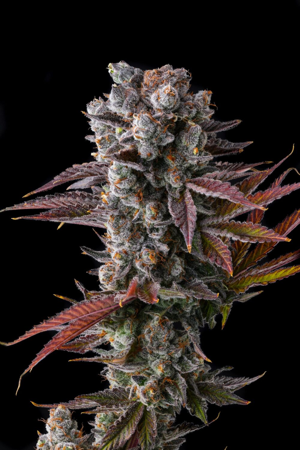 Genética de cannabis Hawaiian Sunkist – Compound Genetics – foto 2