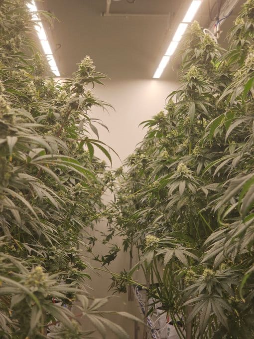 Genética de cannabis Valley Banger – Karma Genetics – foto 2