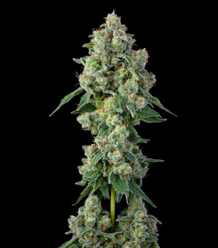 Sementes feminizadas Inside Joke – Compound Genetics