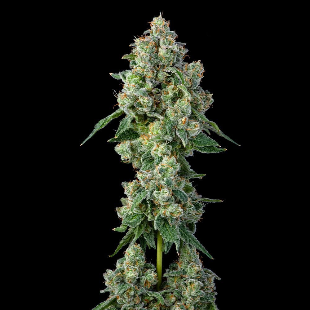 Sementes feminizadas Inside Joke – Compound Genetics