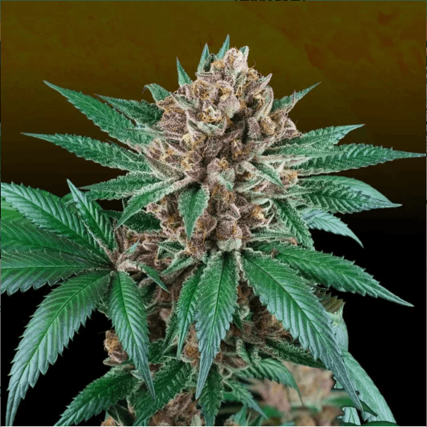 Genética de cannabis Iced Peach – Perfect Tree – foto 2