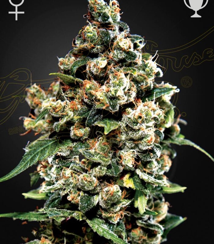 Sementes feminizadas Jack Herer – GreenHouse Seed Co.