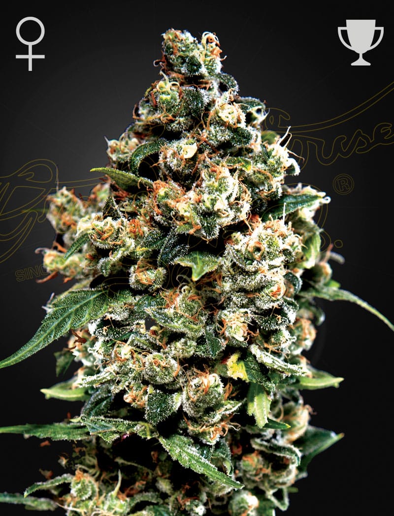 Sementes feminizadas Jack Herer – GreenHouse Seed Co.