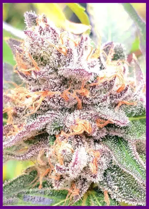 Genética de cannabis Jellyciouz – Zmoothiez Genetics – foto 2