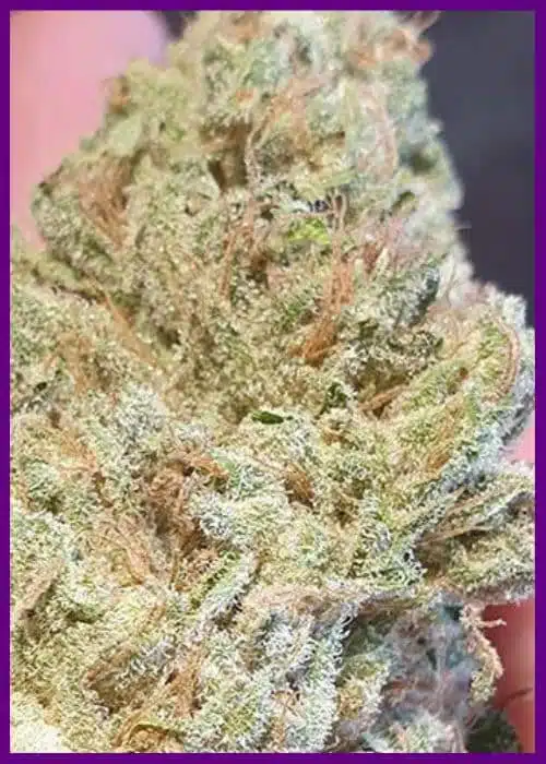Genética de cannabis Juicy Drop’z – Zmoothiez Genetics – foto 2