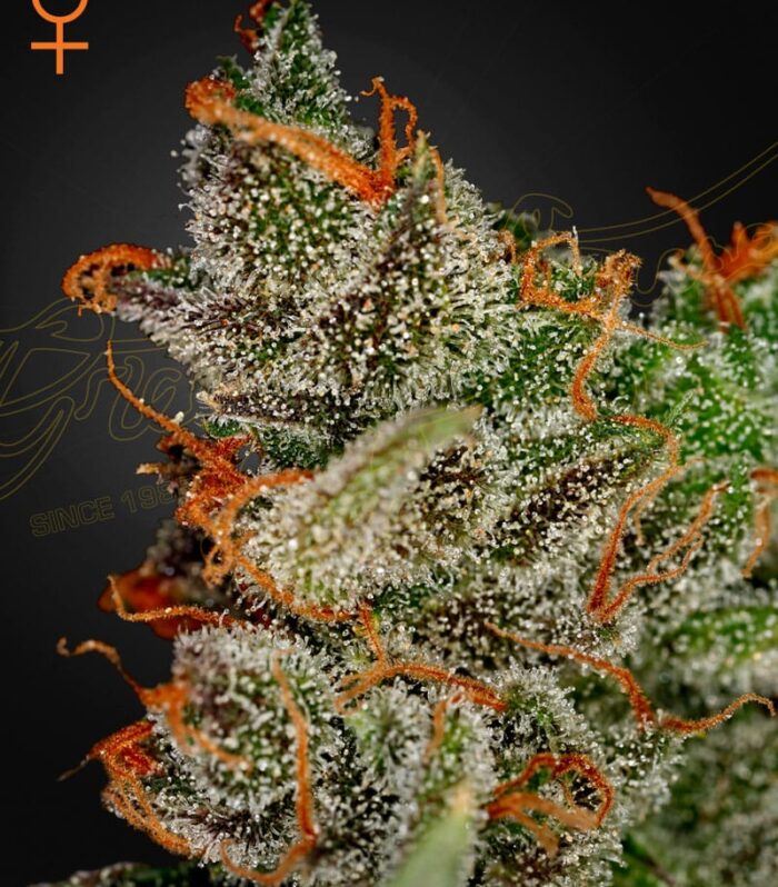 Sementes feminizadas King's Kush – GreenHouse Seed Co.