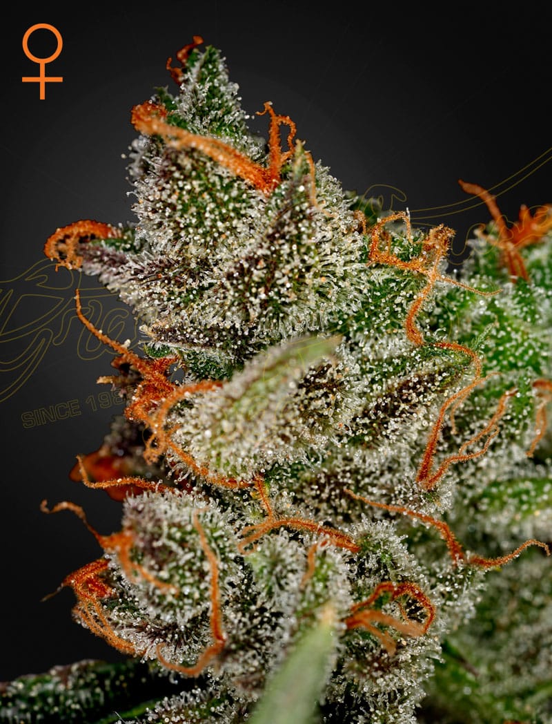 Sementes feminizadas King's Kush – GreenHouse Seed Co.
