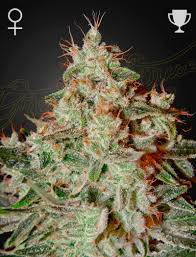 Sementes feminizadas Lemon Skunk – GreenHouse Seed Co.