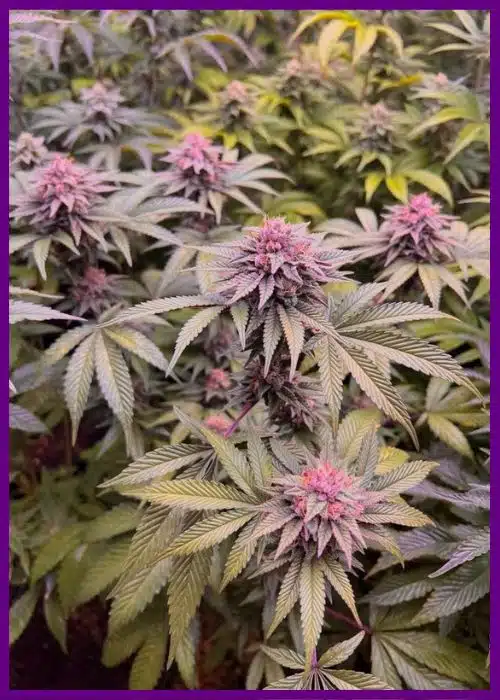 Genética de cannabis Limepaya – Zmoothiez Genetics – foto 3