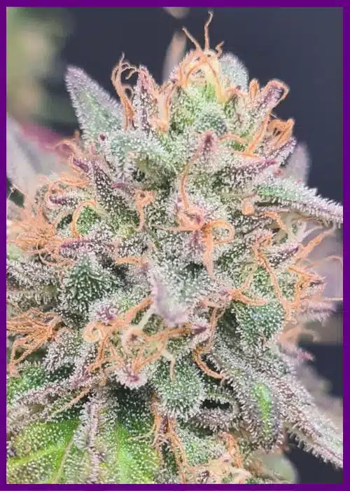 Genética de cannabis Limepaya – Zmoothiez Genetics – foto 2
