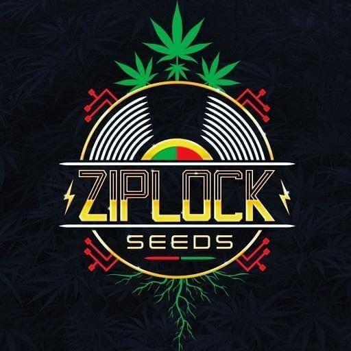 Genética de cannabis Direwolf – Ziplock Seeds – foto 2