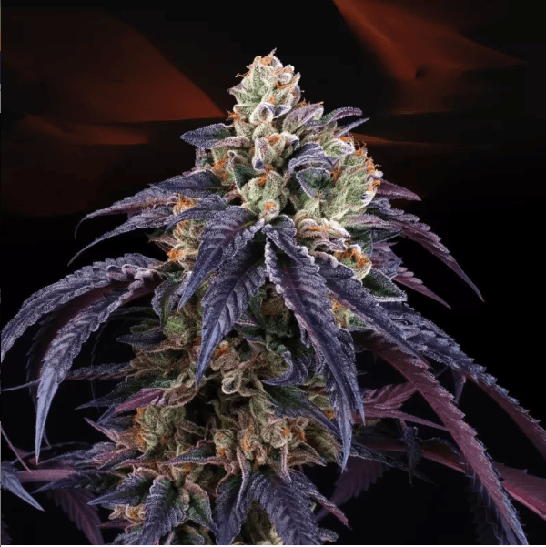 Genética de cannabis Loukoum – Perfect Tree – foto 2