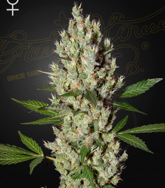 Sementes feminizadas Moby Dick – GreenHouse Seed Co.