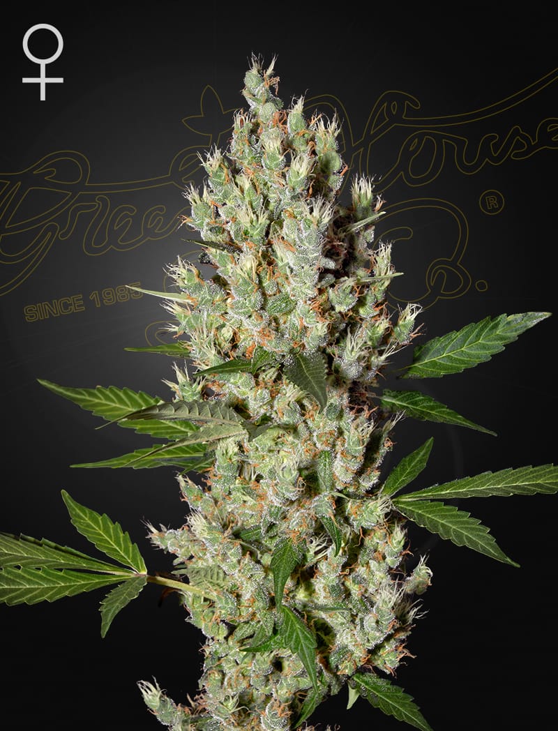 Sementes feminizadas Moby Dick – GreenHouse Seed Co.