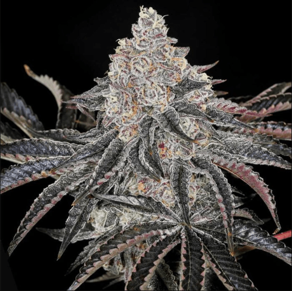 Genética de cannabis Permafunk – Compound Genetics – foto 2