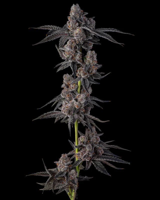 Genética de cannabis Mellowz  – Compound Genetics – foto 2