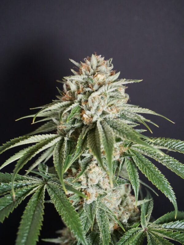 Sementes feminizadas Melo Rado – Karma Genetics