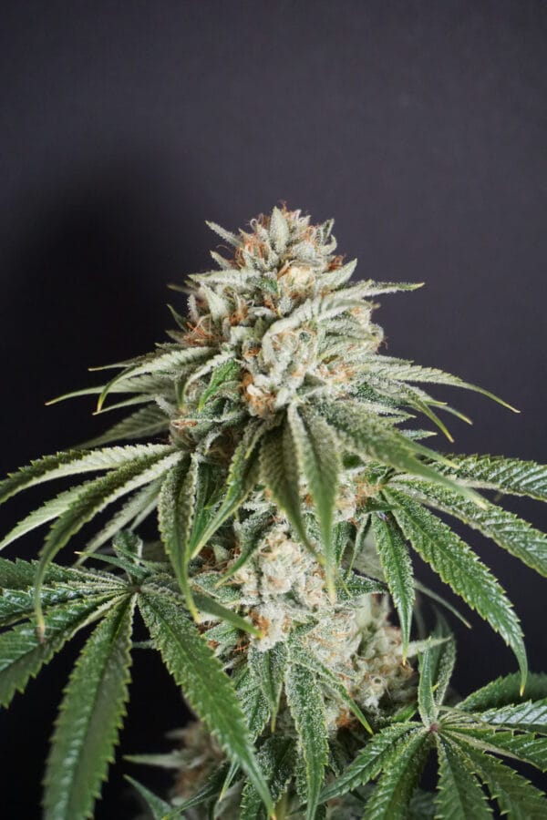 Sementes feminizadas Melo Rado – Karma Genetics