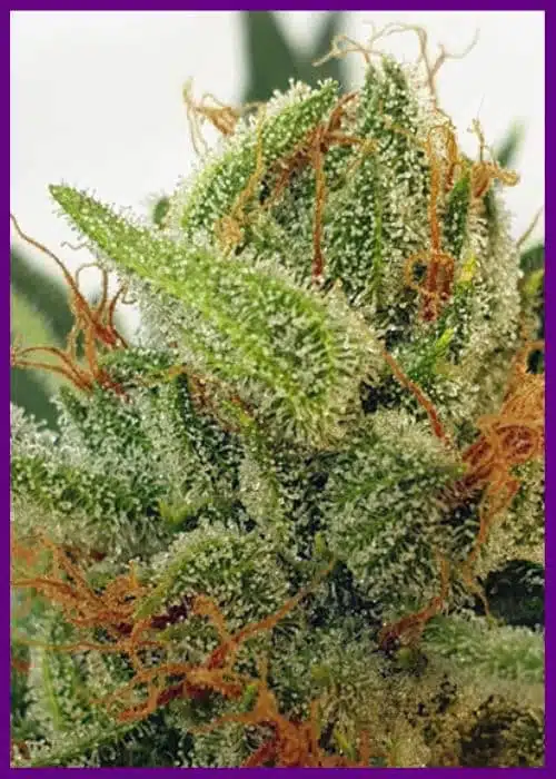 Genética de cannabis Miss Orange Nectar – Zmoothiez Genetics – foto 2