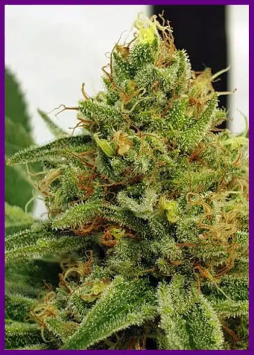 Genética de cannabis Miss Orange Nectar – Zmoothiez Genetics – foto 4