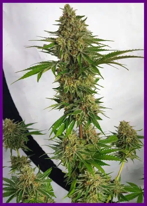 Genética de cannabis Miss Orange Nectar – Zmoothiez Genetics – foto 3