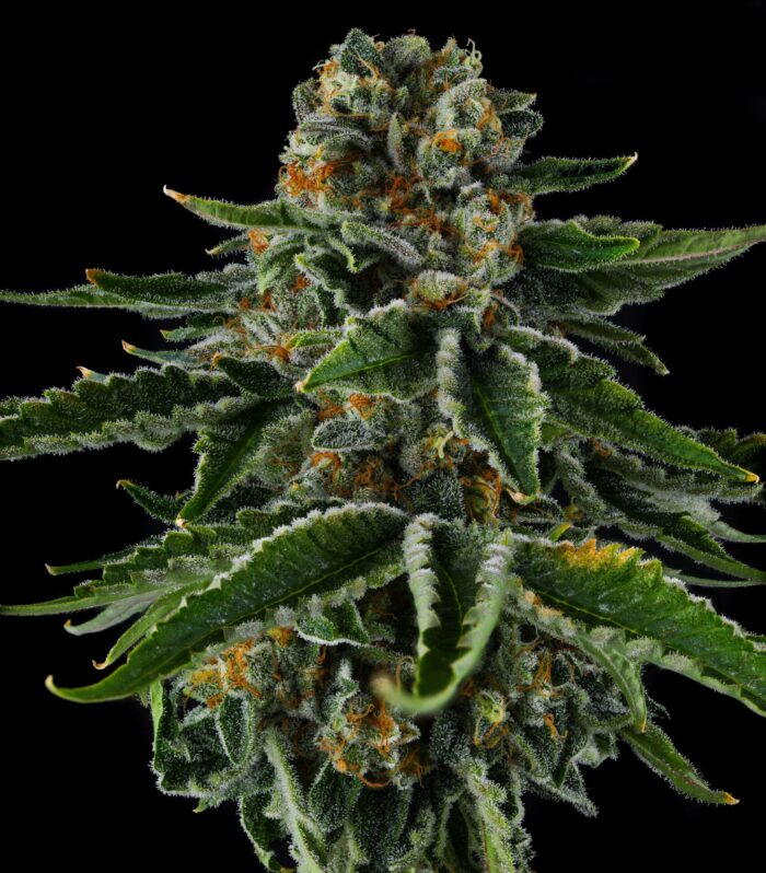 Sementes feminizadas Mr. Jones – Compound Genetics