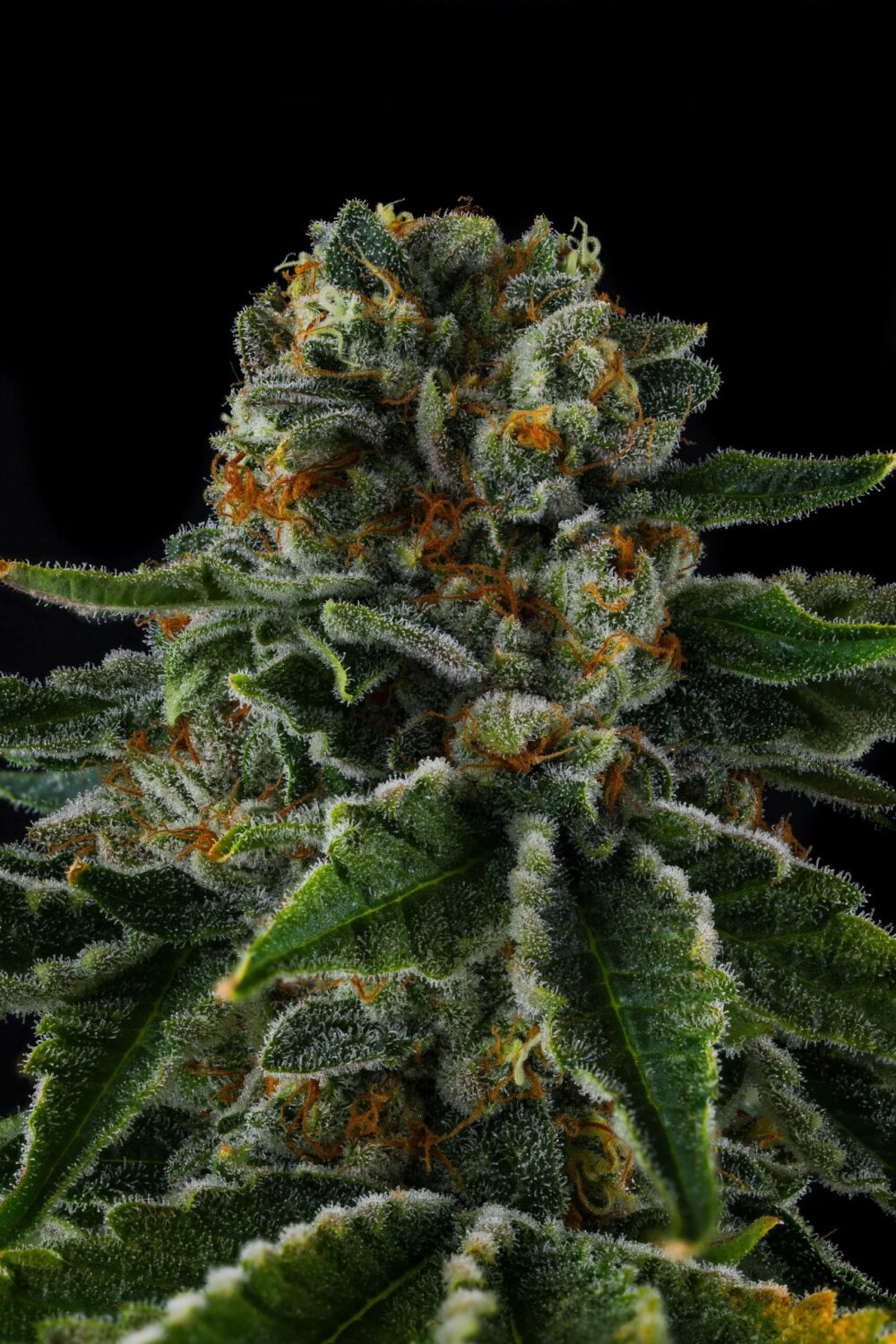 Genética de cannabis Mr. Jones – Compound Genetics – foto 2