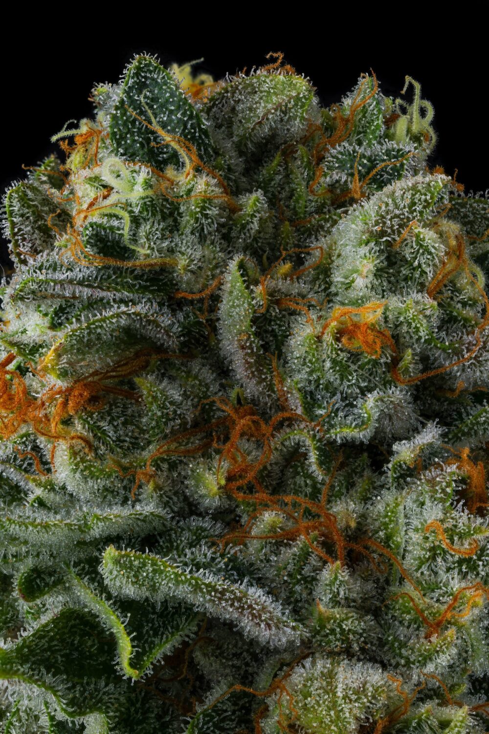 Genética de cannabis Mr. Jones – Compound Genetics – foto 3