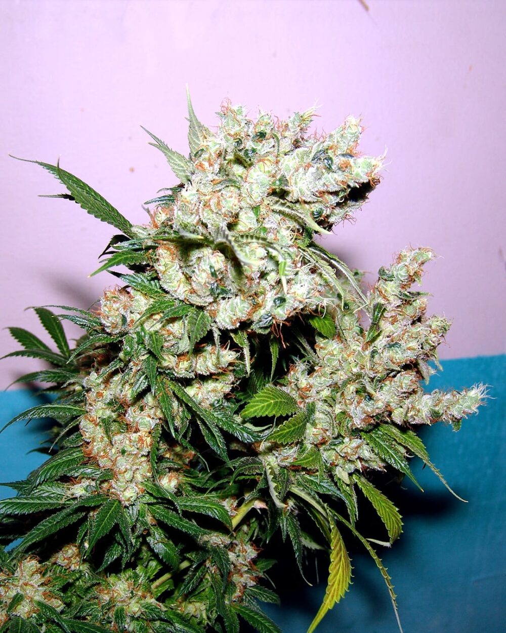 Genética de cannabis New York City Diesel – Soma's Seeds – foto 3
