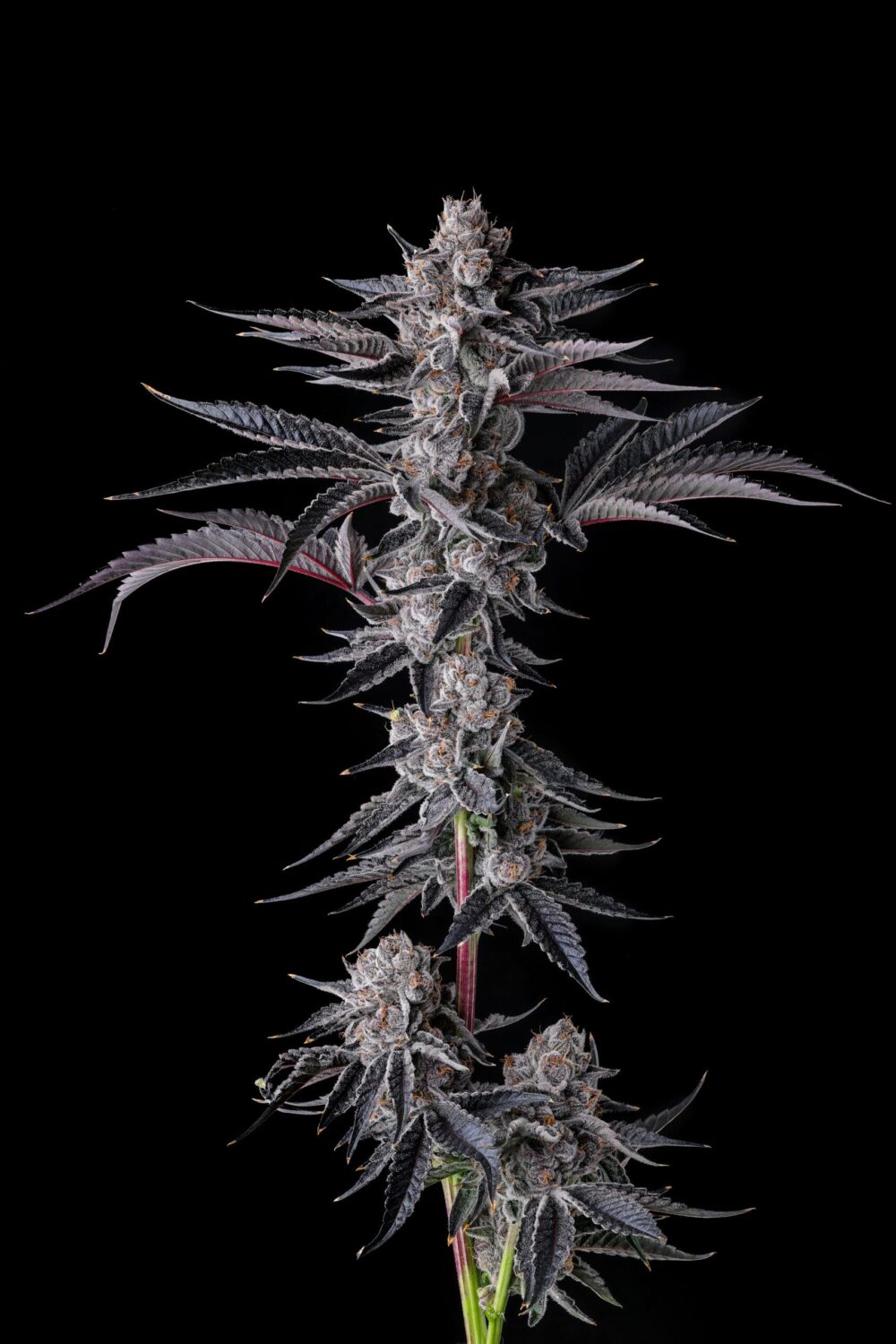 Sementes feminizadas New Money – Compound Genetics