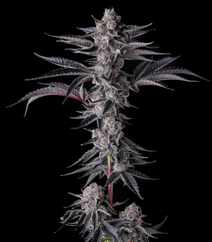 Sementes feminizadas New Money – Compound Genetics