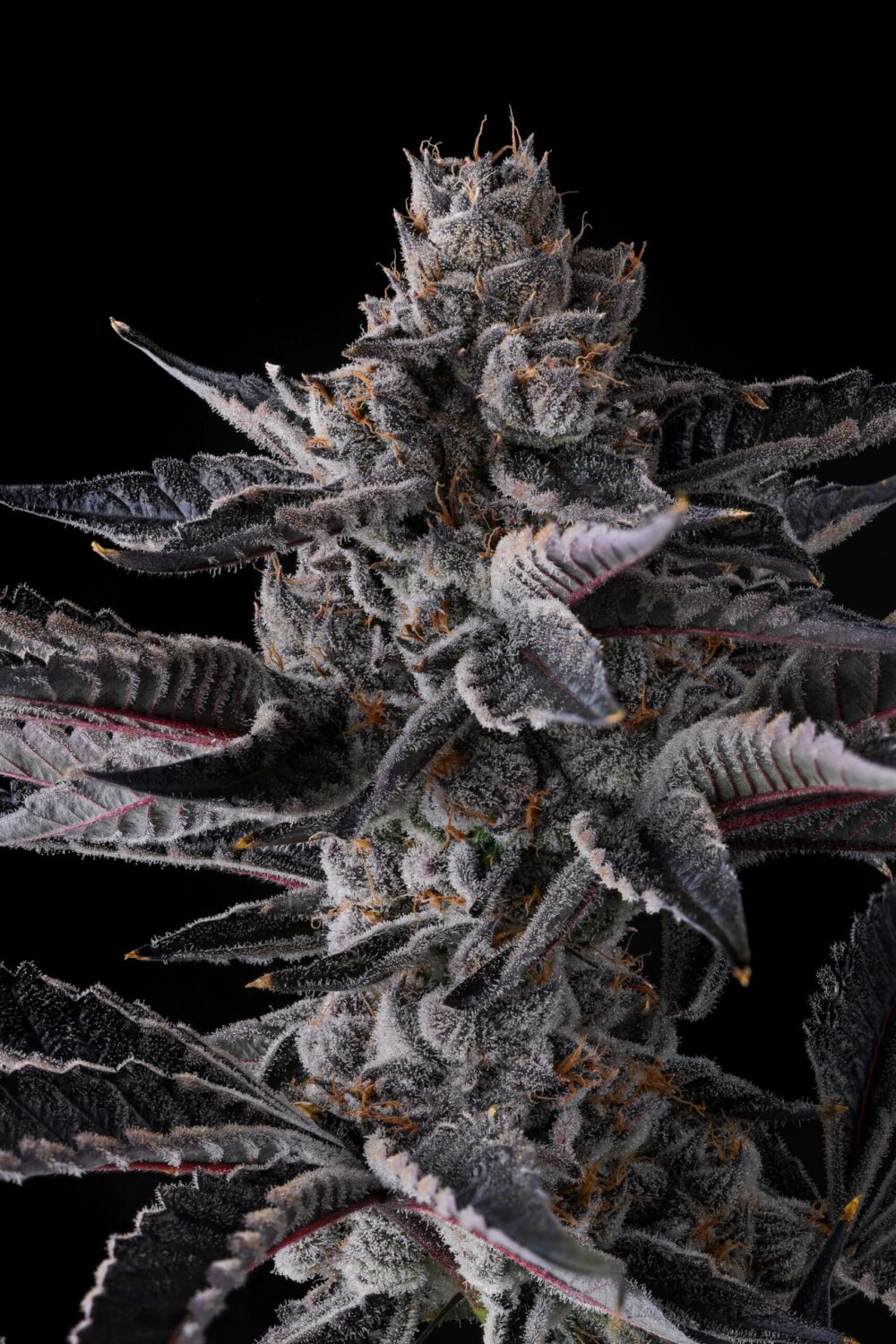 Genética de cannabis New Money – Compound Genetics – foto 2