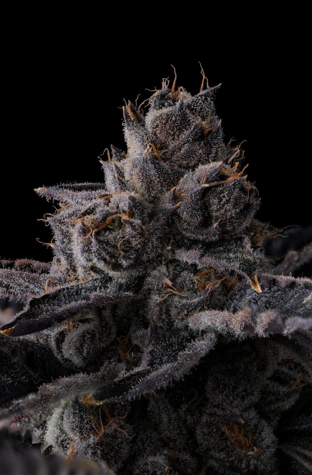 Genética de cannabis New Money – Compound Genetics – foto 3