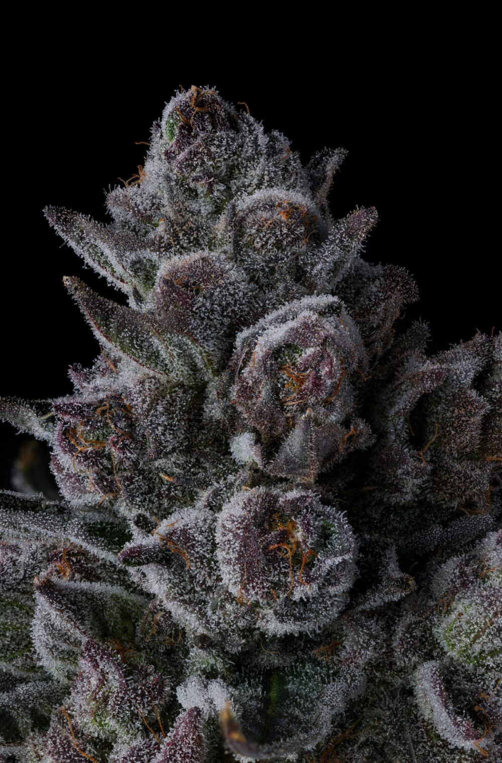 Genética de cannabis Old Money – Compound Genetics – foto 3