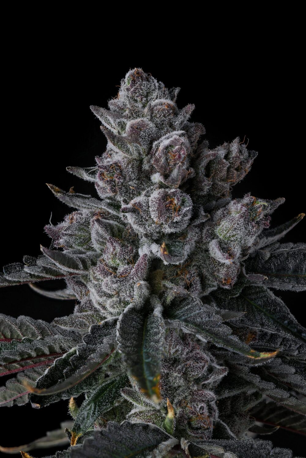 Genética de cannabis Old Money – Compound Genetics – foto 2