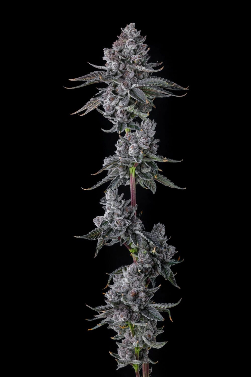 Sementes feminizadas Old Money – Compound Genetics