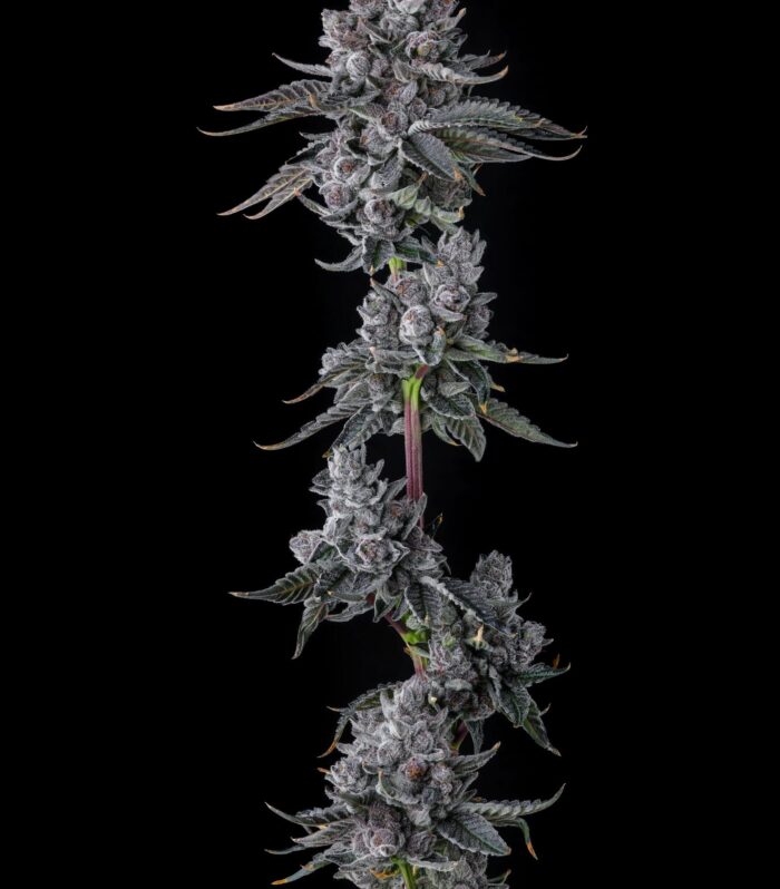Sementes feminizadas Old Money – Compound Genetics
