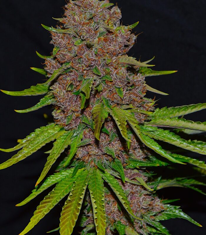 Sementes feminizadas Purple Haze – G13 Labs