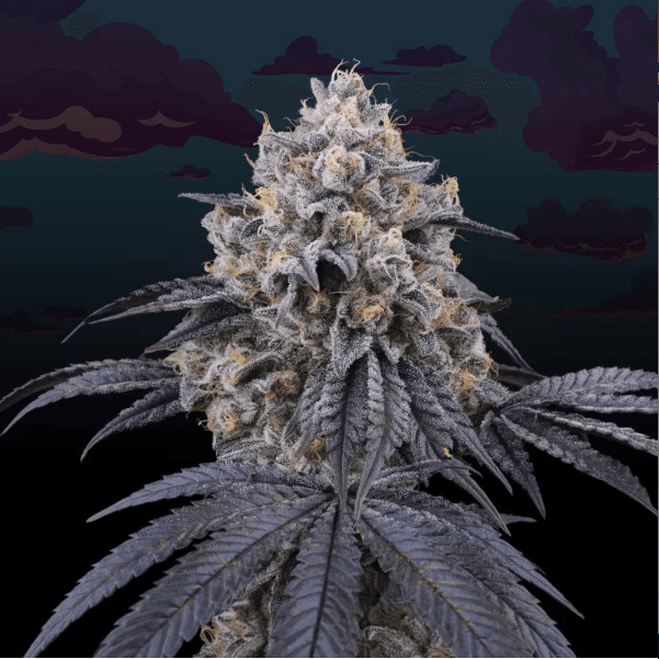 Genética de cannabis Peach Clouds – Perfect Tree – foto 2