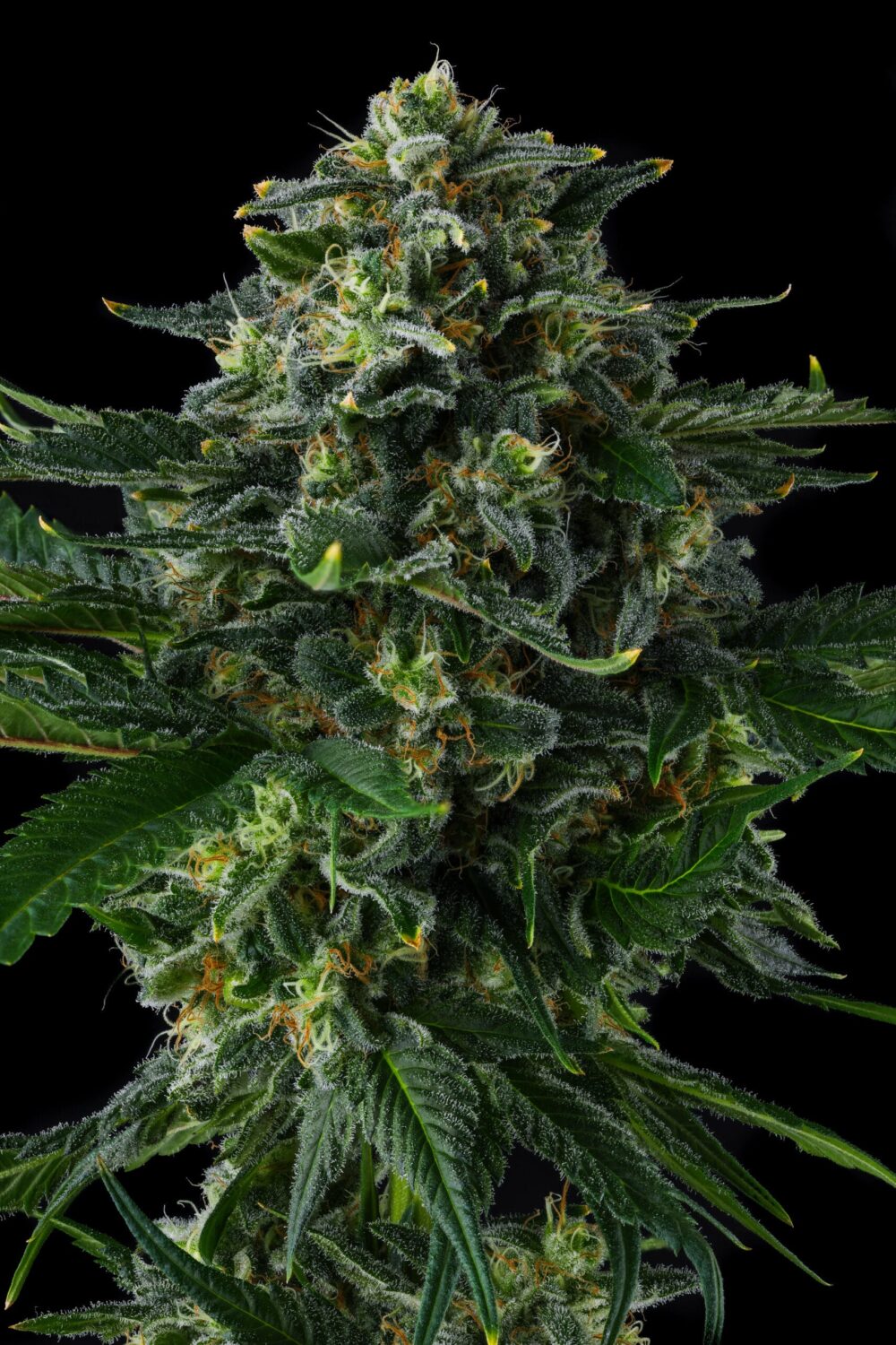 Sementes feminizadas Philbo Baggins – Compound Genetics
