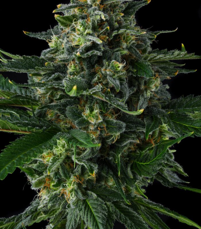 Sementes feminizadas Philbo Baggins – Compound Genetics